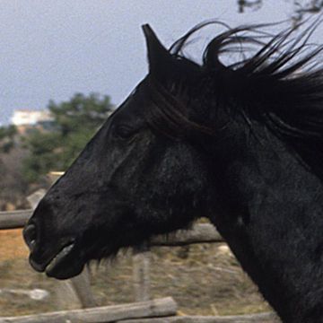 Pindos Pony