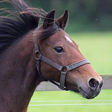 Hackney-Pony