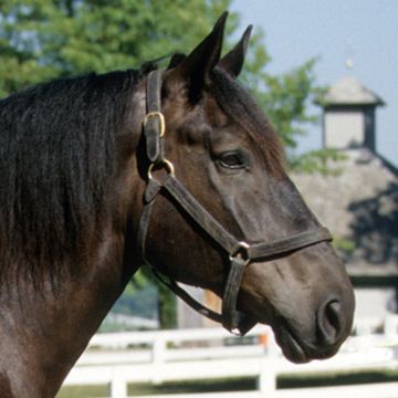 Percheron