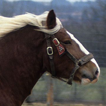 Noriker Horse