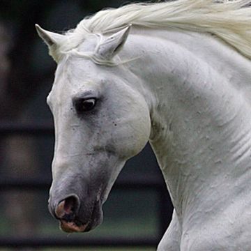 Andalusian Horse