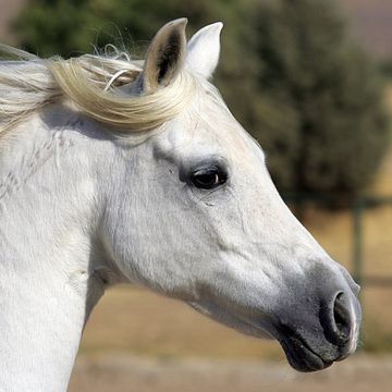 Persian Arab Horse