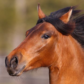 Paso Fino