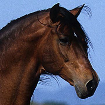 Paso Peruano