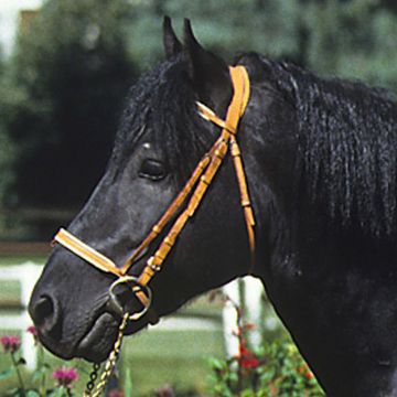 Ariegeois Pony