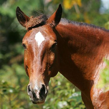 Abaco Wildpferd