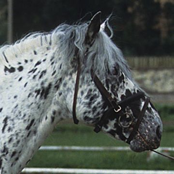 Altai Pony