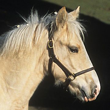 American Cream Draft Horse