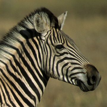 Steppenzebra