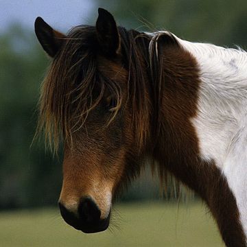 Assateague Pony