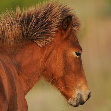 Banker Horse