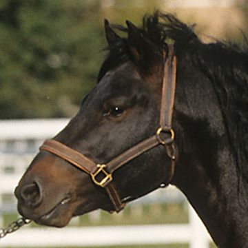 Bardigiano Pony