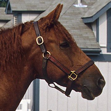 American Bashkir Curly Horse