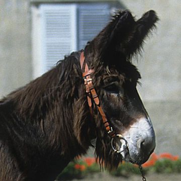 Baudet de Poitou