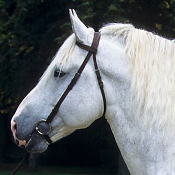 Boulonnais Horse