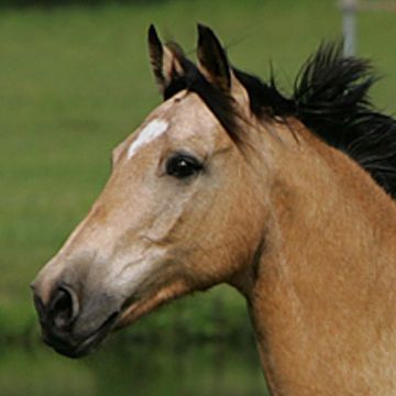 Buckskin (Farbe)