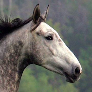 Canadian Sport Horse