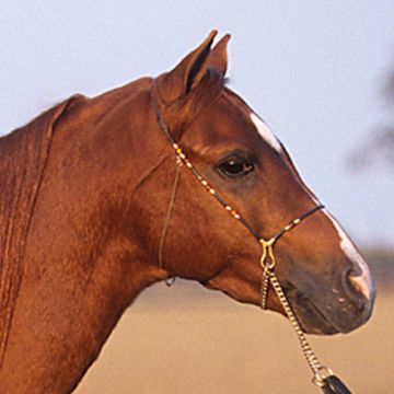 Kaspisches Kleinpferd