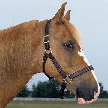 Cayuse Indian Pony