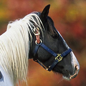 Choctaw Pony