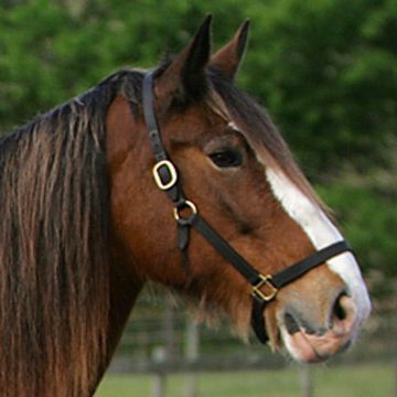 Clydesdale