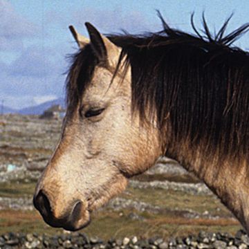 Connemara-Pony