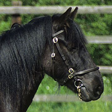 Dales-Pony