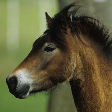 Dartmoor Pony