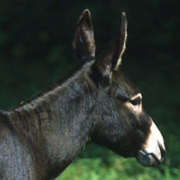 Miniature Donkey