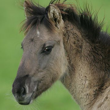 Dülmener Wildpferd