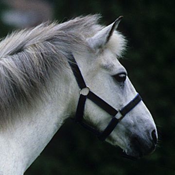 Eriskay Pony