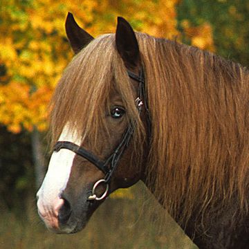 Finnhorse