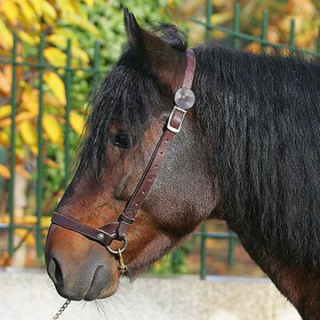 Galician Pony