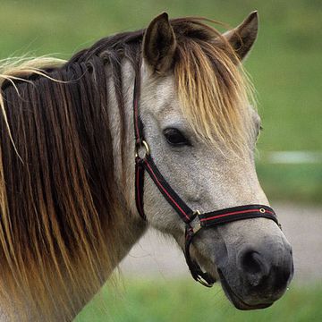 Gotland-Pony