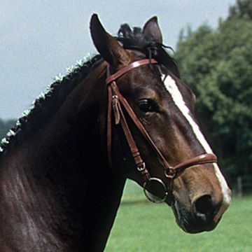 Groningen Horse