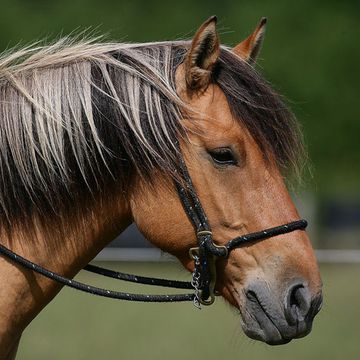 Henson Horse