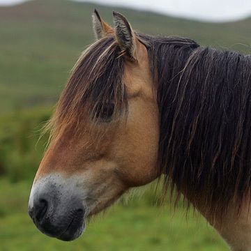 Highland Pony