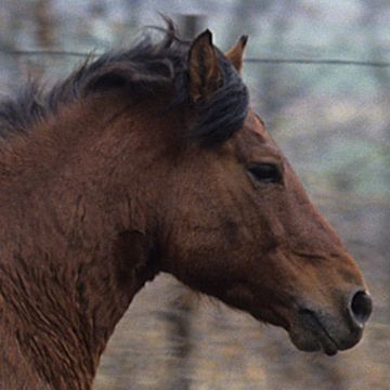 Hucul Pony