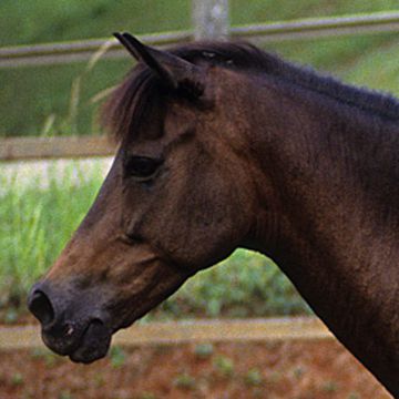 Java Pony