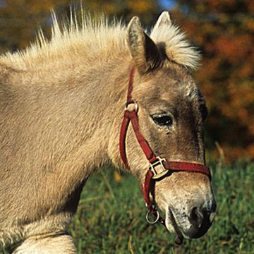 Miniature Mule