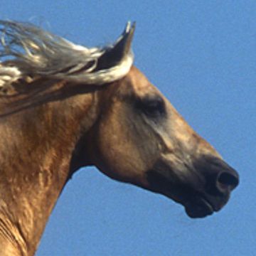 Missouri Foxtrotter