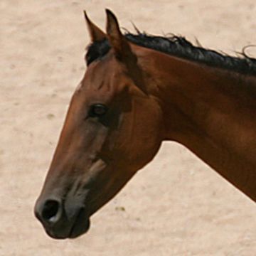 Namib Desert Horse