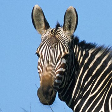 Cape Mountain Zebra