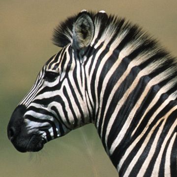 Burchell Zebra