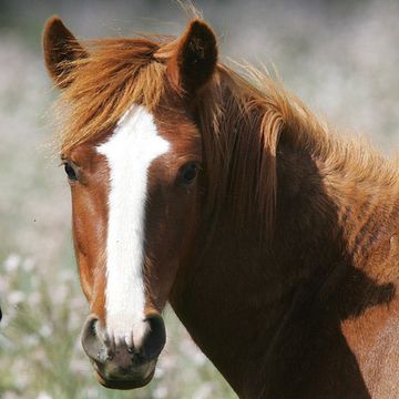 Giara Horse