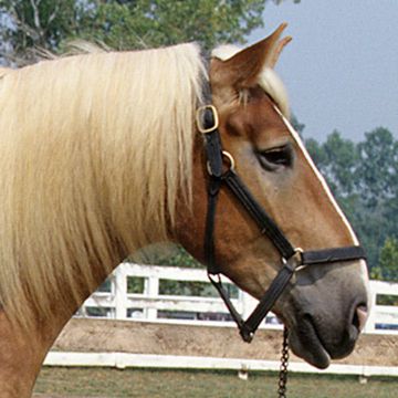 Belgian Horse