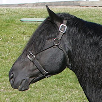 Canadian Horse