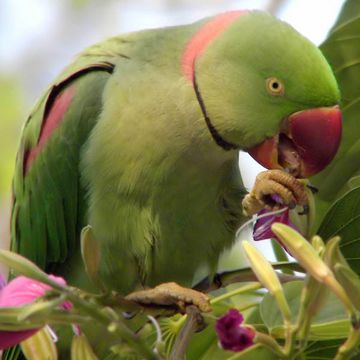 Alexandrine Parakeet