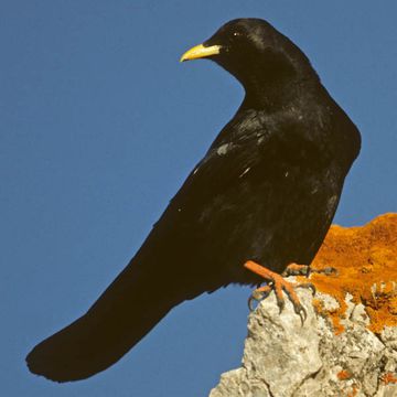 Yellow-billed Chough