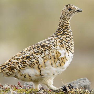 Alpenschneehuhn